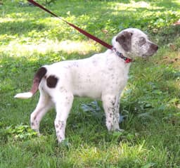 Puppy Outgoing Oakley image 3