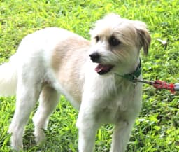 Gigi image 1