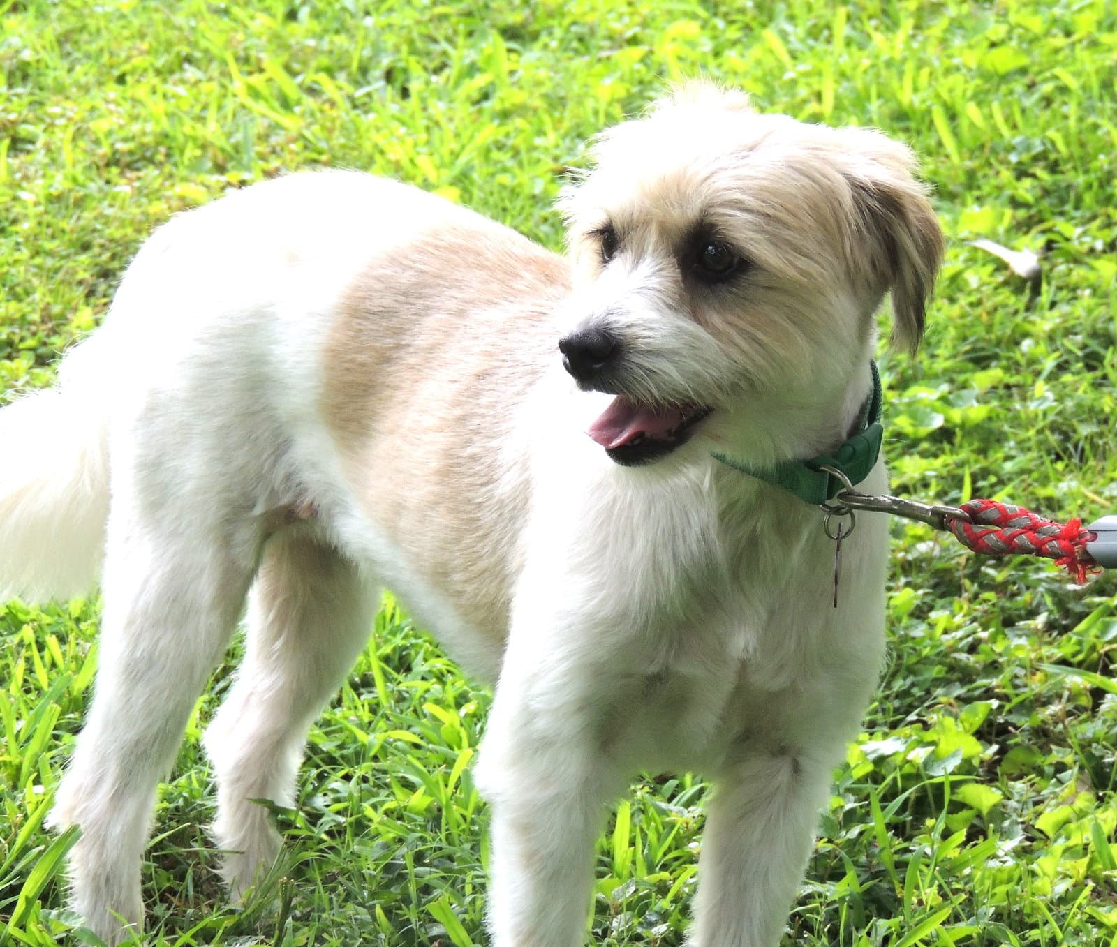 Gigi - Shih Tzu