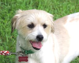 Gigi image 3