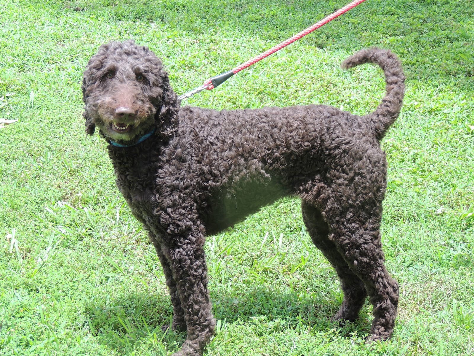 Kizzi Doo - Poodle (Standard)