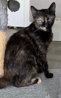 Kitty Cass - Tortoiseshell