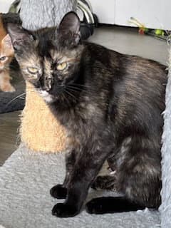 Kitty Cass image 2