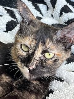 Kitty Cass image 4
