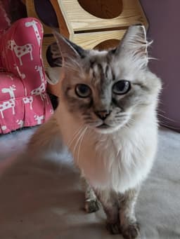 Kitty Siamese Lucy image 1