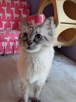 Kitty Siamese Lucy image 2