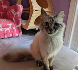 Kitty Siamese Lucy image 3
