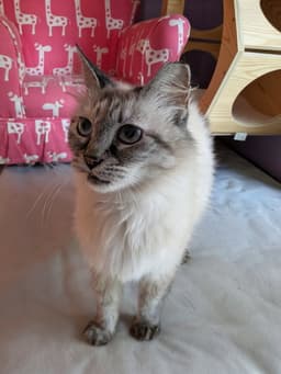 Kitty Siamese Lucy image 4