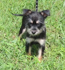 Puppy Bennie image 2