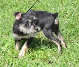 Puppy Bennie image 3