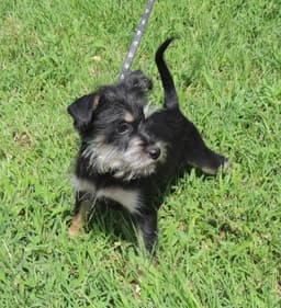 Puppy Bennie image 4