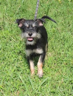 Puppy Bennie image 1