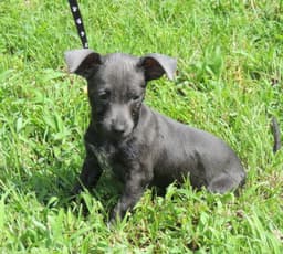 Puppy Shelby image 2