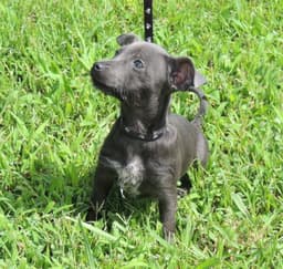 Puppy Shelby image 1