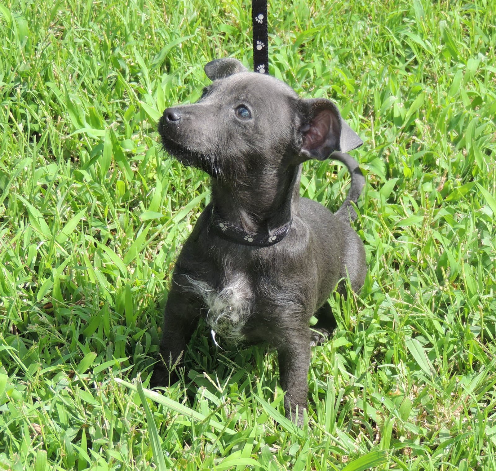 Puppy Shelby - Chihuahua