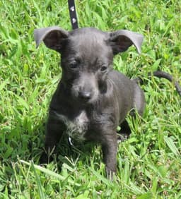 Puppy Shelby image 3