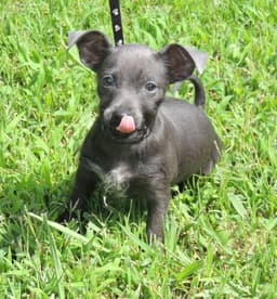 Puppy Shelby image 4