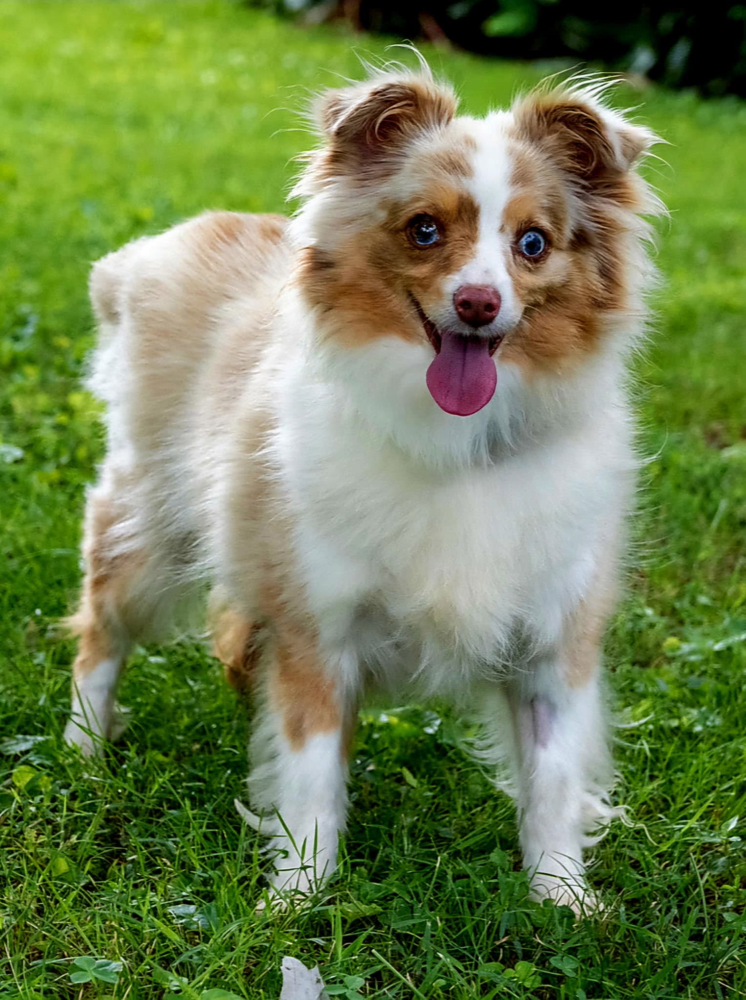 Mini Pearl - Australian Shepherd