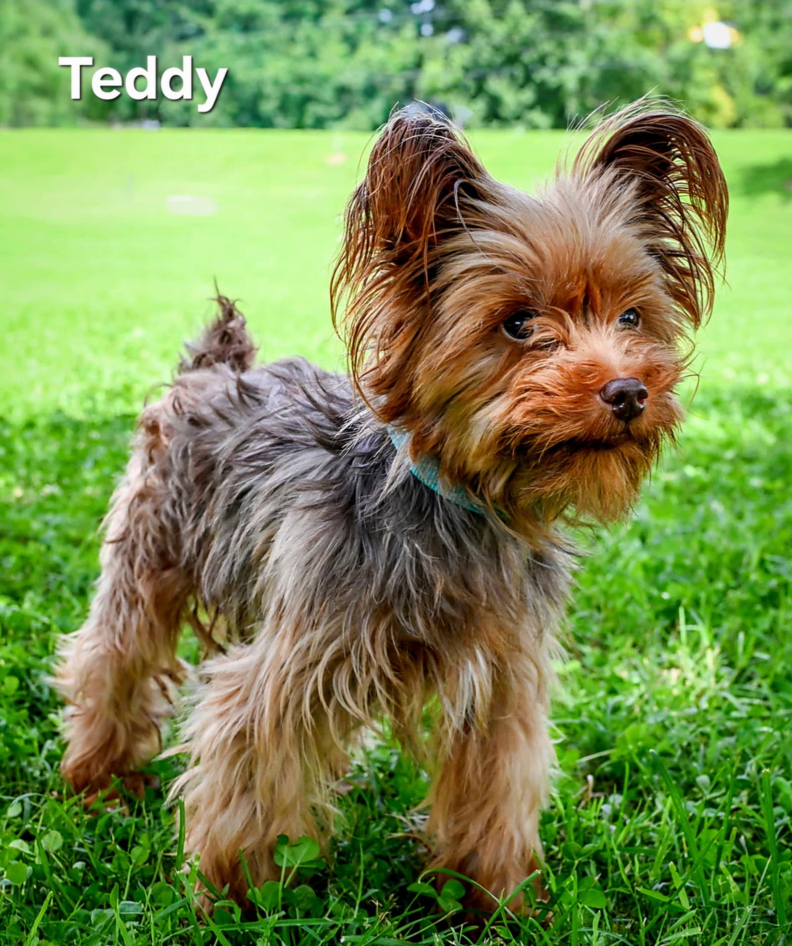 Tiny Teddy - Yorkshire Terrier Yorkie