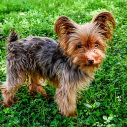 Tiny Teddy image 3