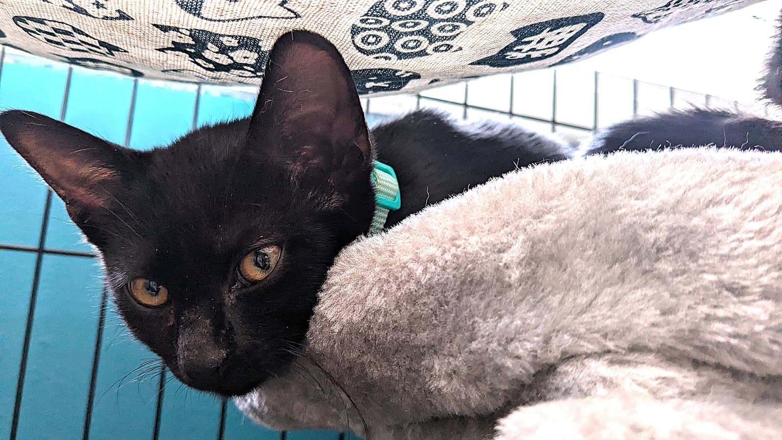 Kitten Ozzy - Domestic Short Hair