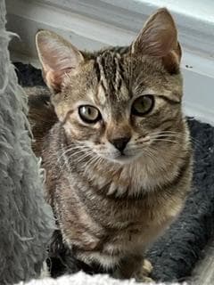 Kitten Shilo image 1