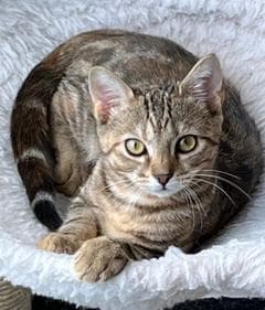 Kitten Shilo image 3