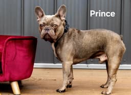 Prince image 1
