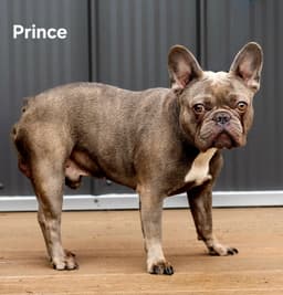 Prince image 3
