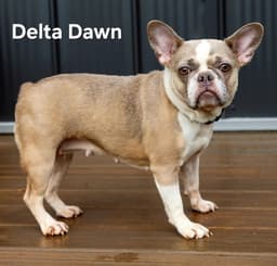 Delta Dawn image 1
