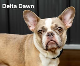 Delta Dawn image 2