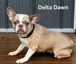 Delta Dawn image 3