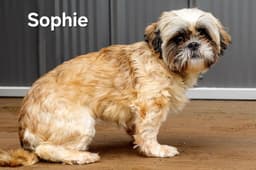 Sophie image 1