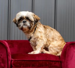 Sophie image 2