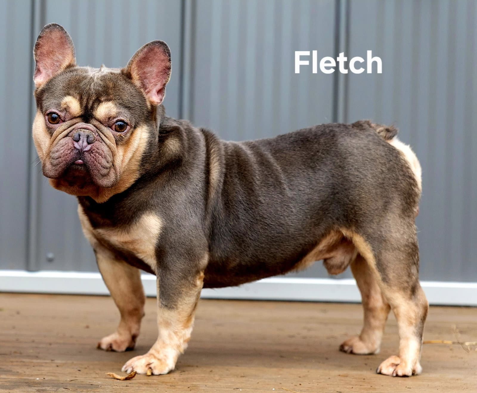 Fletch - French Bulldog