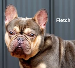 Fletch image 2