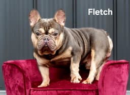 Fletch image 3