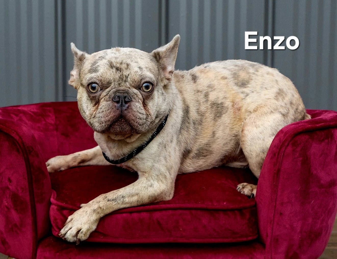 Enzo - French Bulldog