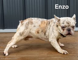 Enzo image 4