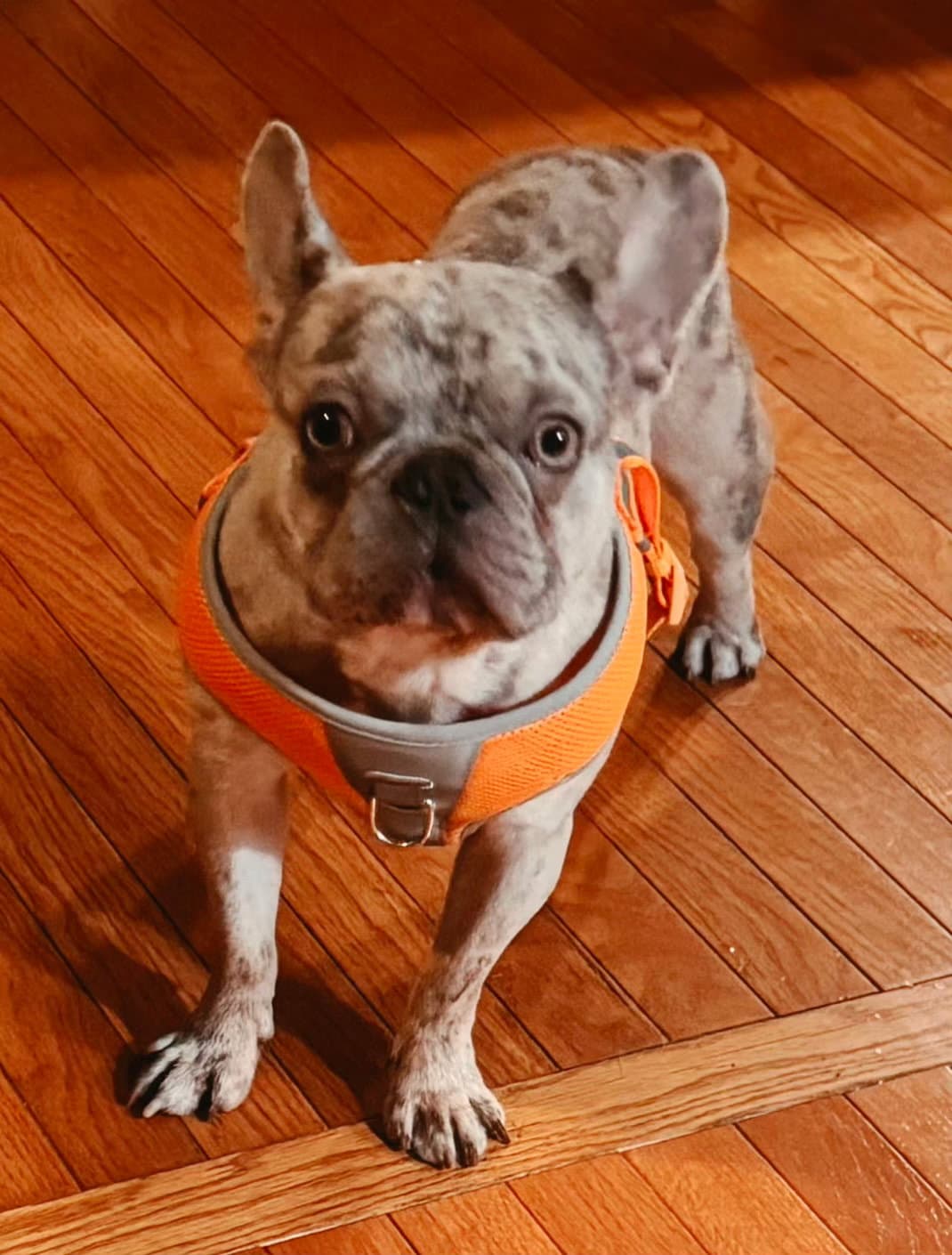 Enzo - French Bulldog