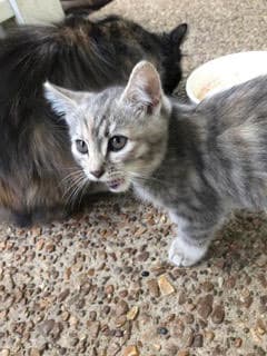 Kitten Lady Grey image 2
