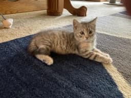 Kitten Lady Grey image 3
