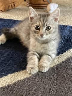 Kitten Lady Grey image 1