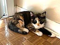 Kitten Sweet Smush image 1