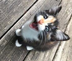 Kitten Sweet Smush image 3
