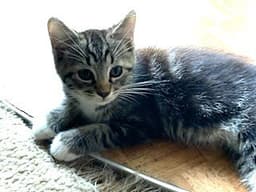 Kitten Aqua Man image 1