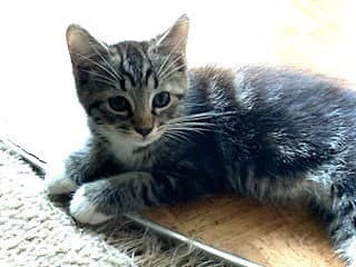 Kitten Aqua Man - Tabby