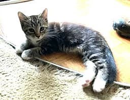 Kitten Aqua Man image 2