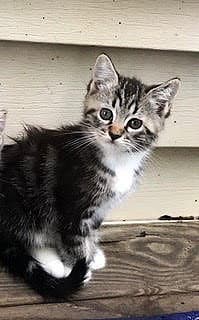 Kitten Aqua Man image 3