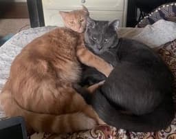 Remi And Sheldon image 1